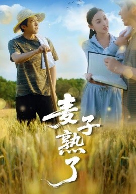 短剧《麦子熟了（52集）冯思源＆宋雯娟 (2025)》全集免费在线观看-第1张图片-力界网